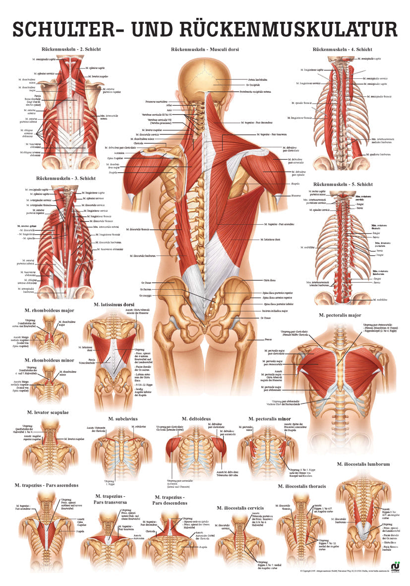 Schulter- und Rückenmuskulatur (Poster 50cm x 70cm)