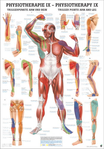 Triggerpunkte Arm und Bein (Poster 24cm x 34cm)