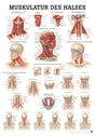 Muskulatur des Halses (Poster 50cm x 70cm) - YOGISHOP