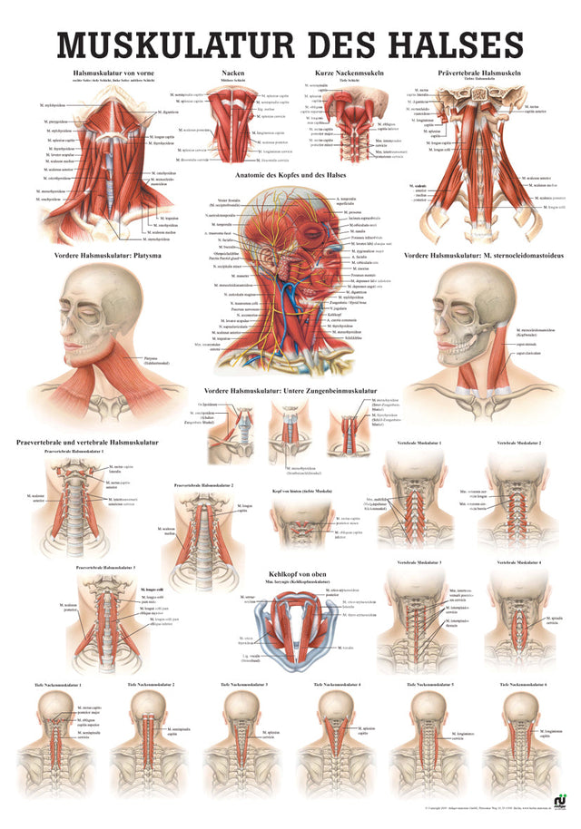 Muskulatur des Halses (Poster 50cm x 70cm) - YOGISHOP