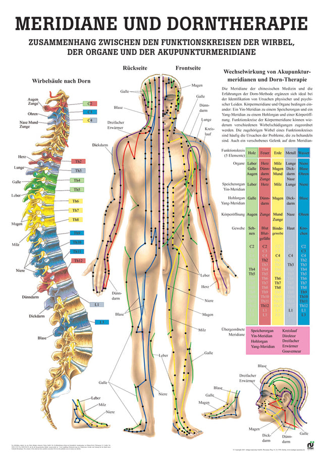 Meridiane und Dorntherapie