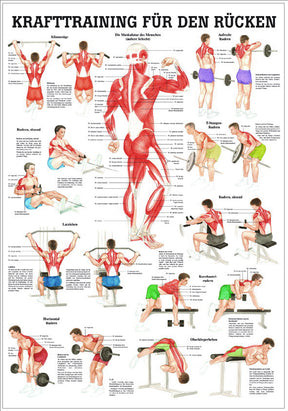 Krafttraining für den Rücken (Lehrtafel 70cm x 100cm)