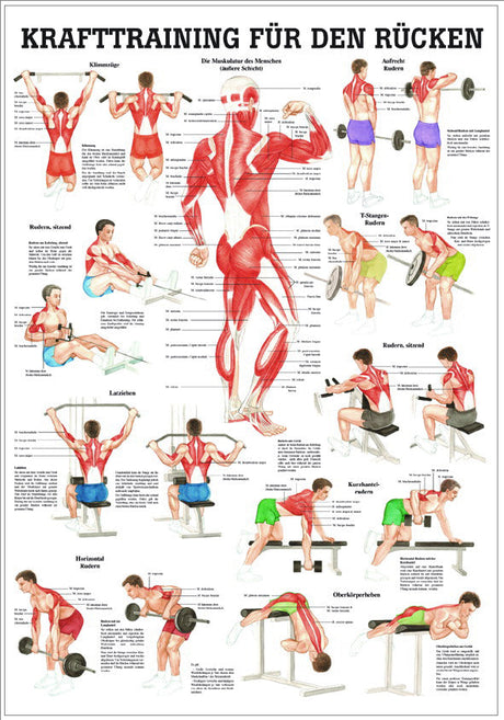 Krafttraining für den Rücken (Lehrtafel 70cm x 100cm)