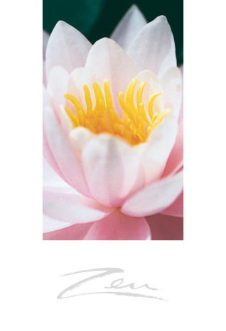 Zen-Briefkarte Seerose