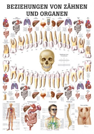 Beziehung von Zähnen und Organen 