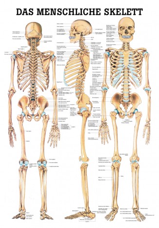 Das menschliche Skelett Lehrtafel 70cm x 100cm
